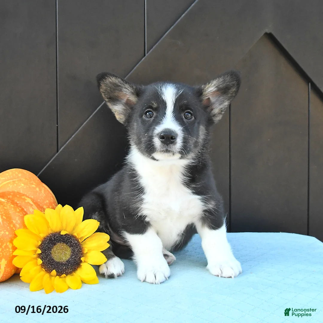 Welsh Corgi Pembroke dogs for sale: Alpe - Ad 1