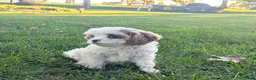 Cavapoo dogs for sale: Mr Denny - Ad 9