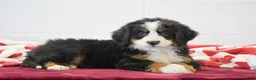 Bernese Mountain Dog dogs for sale: Rose - Ad 2