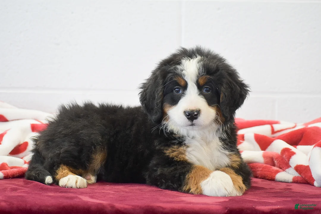 Bernese Mountain Dog dogs for sale: Rose - Ad 2