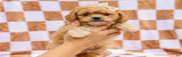 Cavapoo dogs for sale: Reena Cavapoo Pup - Ad 1