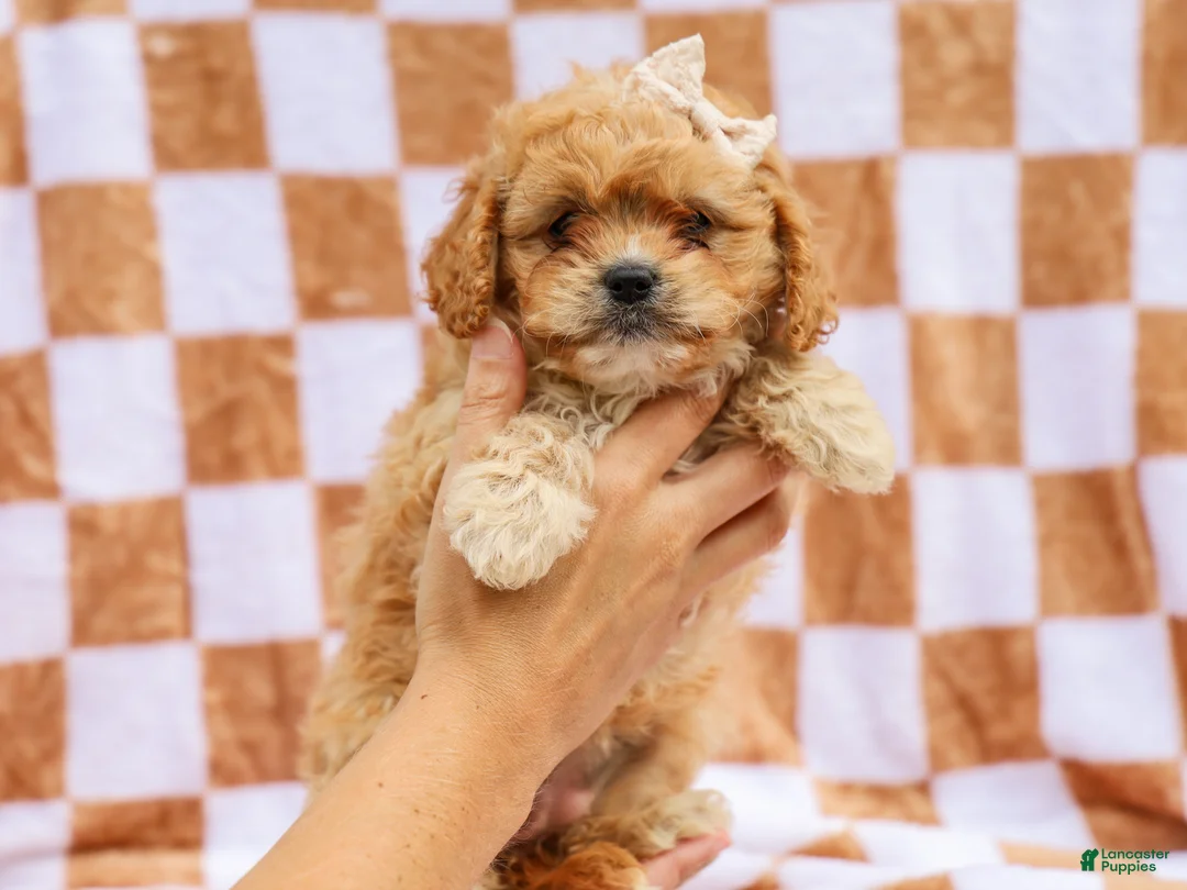 Cavapoo dogs for sale: Reena Cavapoo Pup - Ad 1