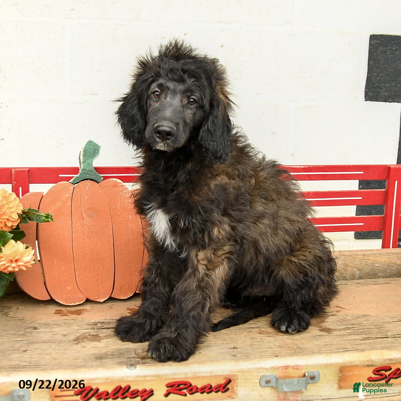 Mini Aussiedoodle dogs Akim - Ad 1