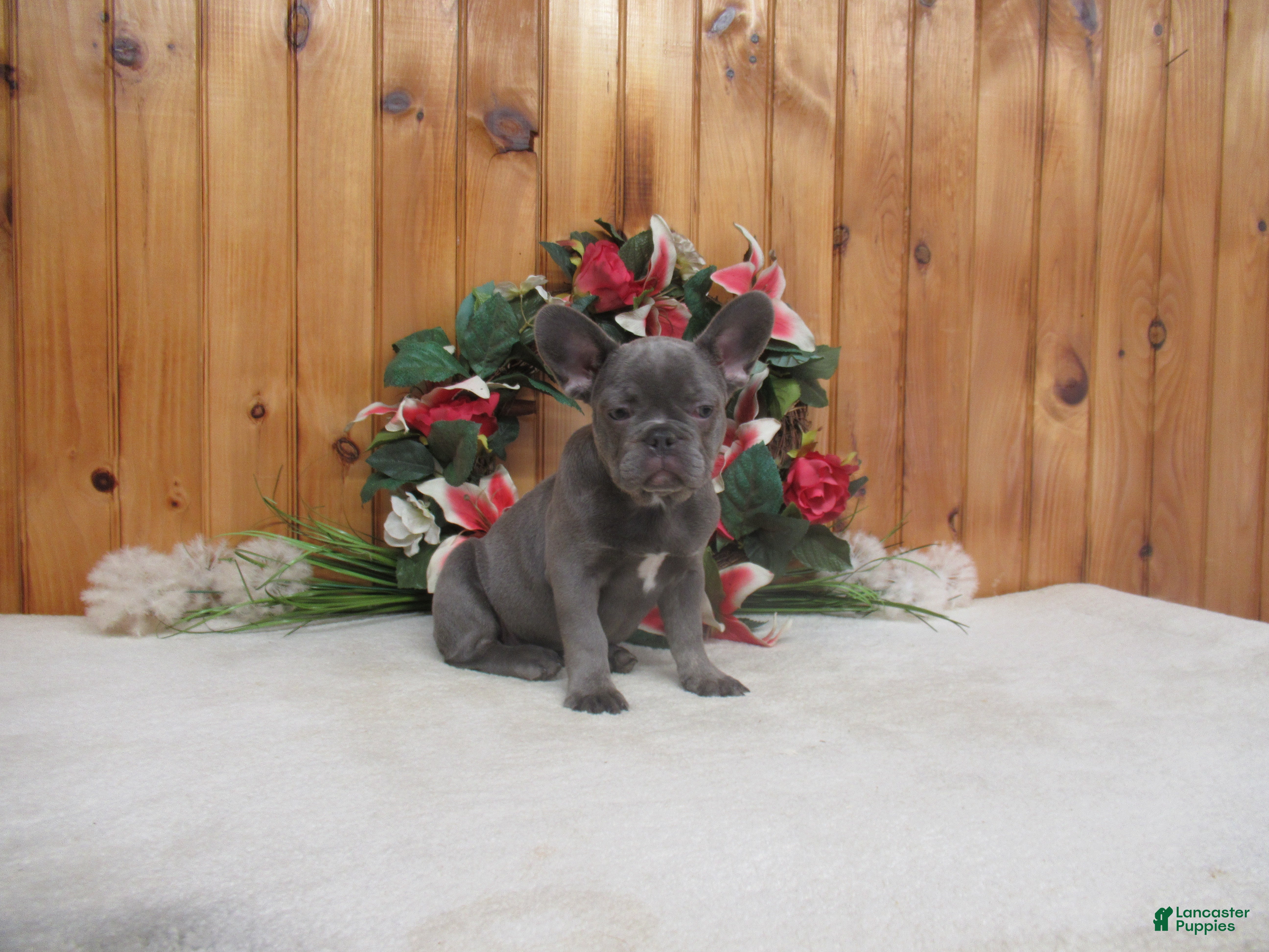 French Bulldog dogs AKC Ruthie - Ad 2