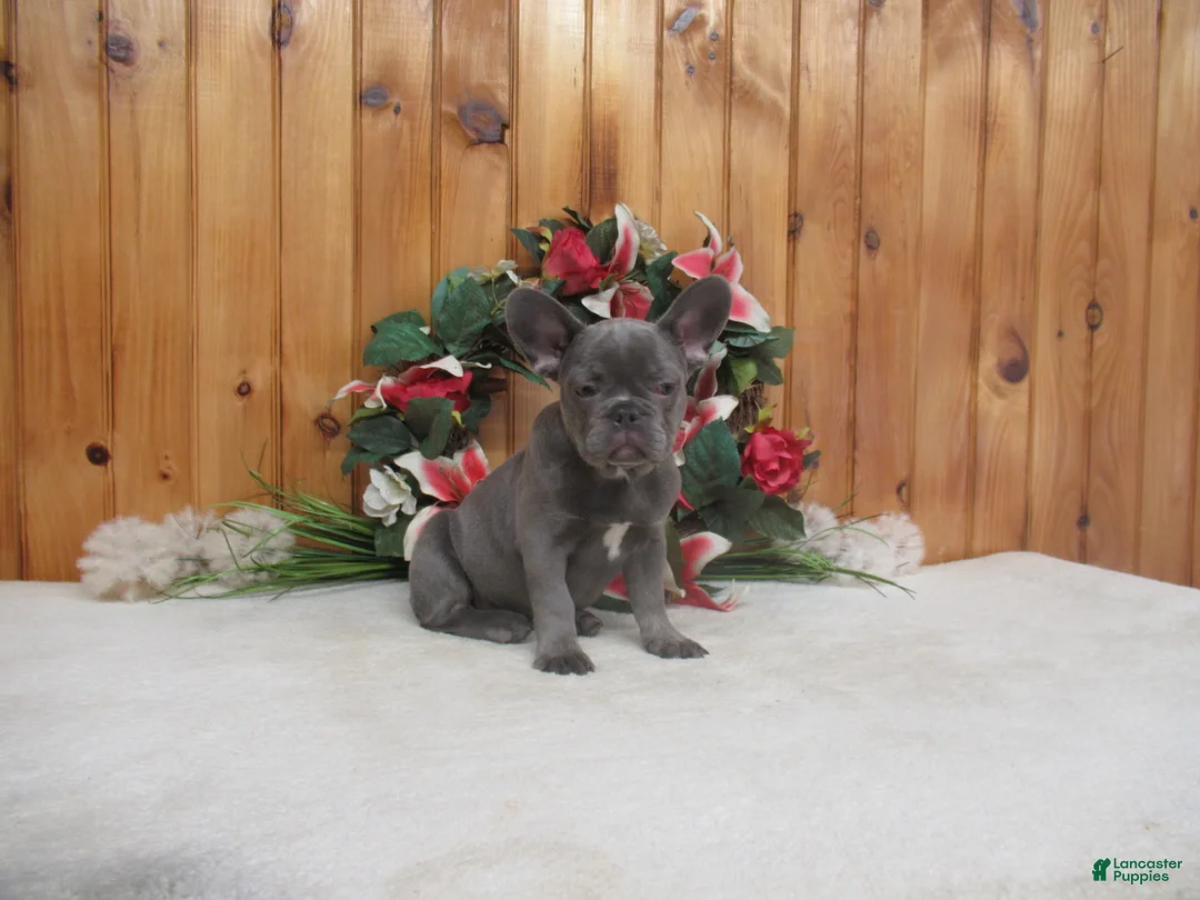 French Bulldog dogs for sale: AKC Ruthie - Ad 2