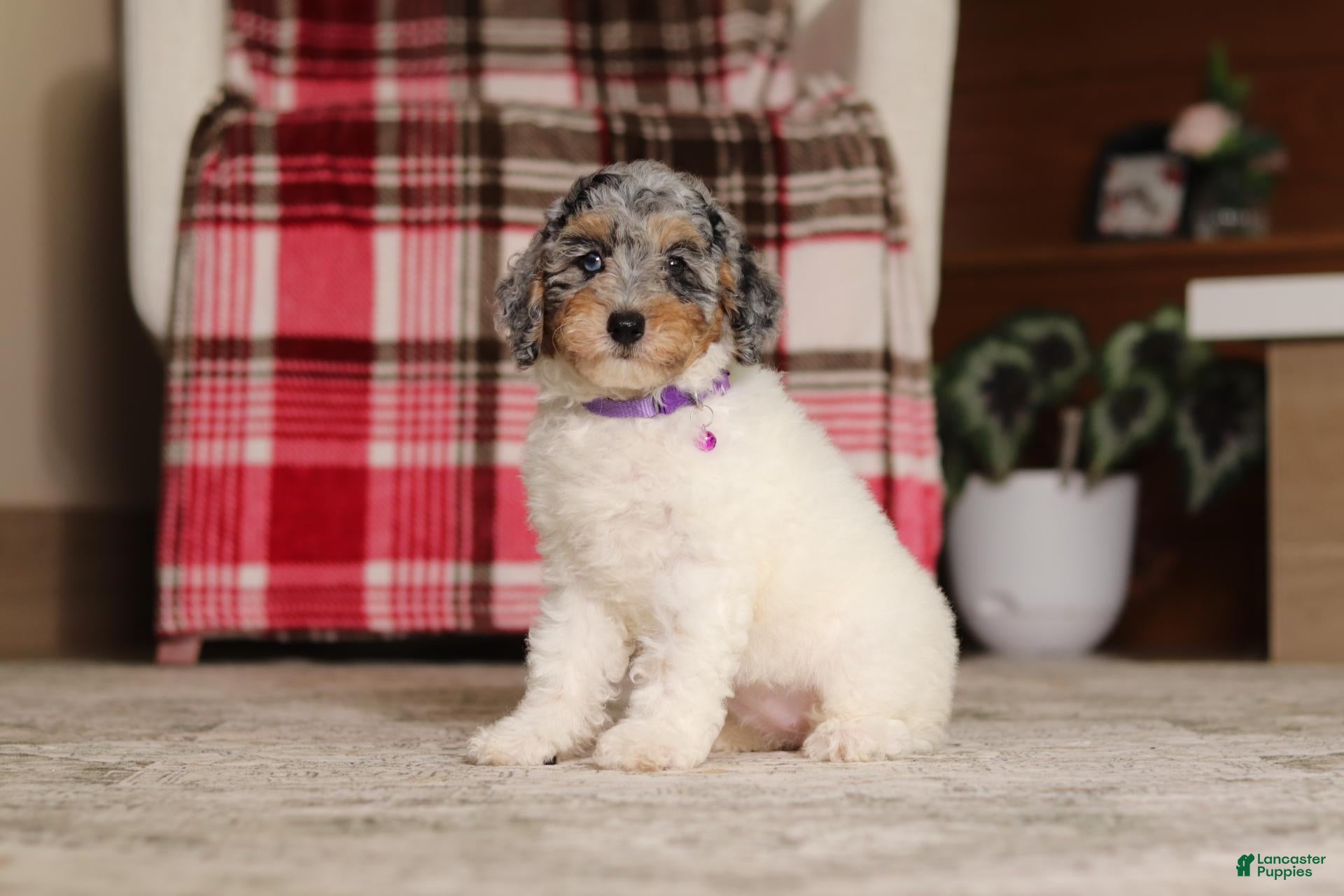 Miniature Poodle dogs Mabel - Ad 1