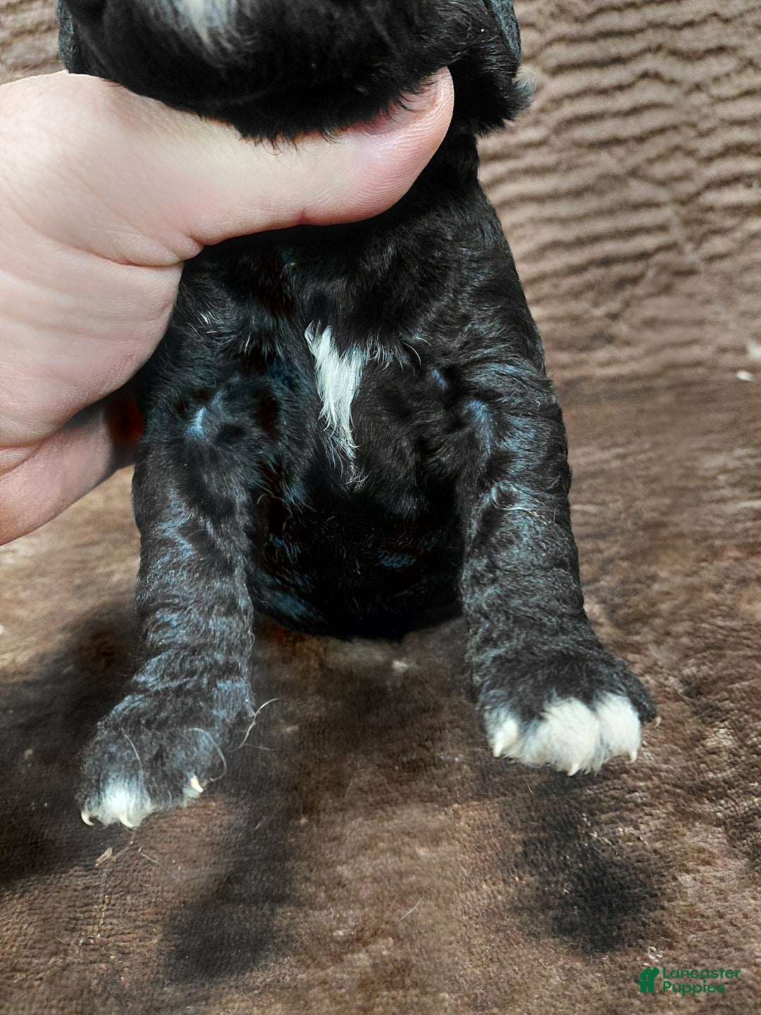 Mini Bernedoodle dogs for sale: Atlas - Ad 3