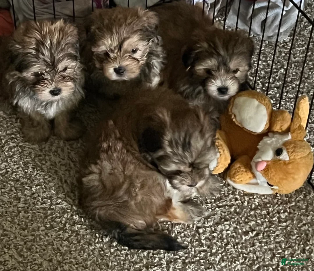 Gallery Image {{count}}