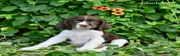 English Springer Spaniel dogs for sale: Sheldon  - Ad 3