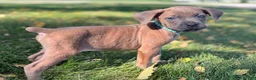Cane Corso dogs for sale: Spencer - Ad 2