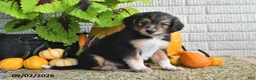 Mixed Breed dogs for sale: Benson - Ad 3