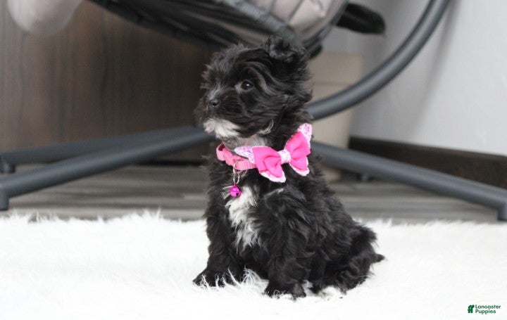 Yochon dogs Millie - Ad 2