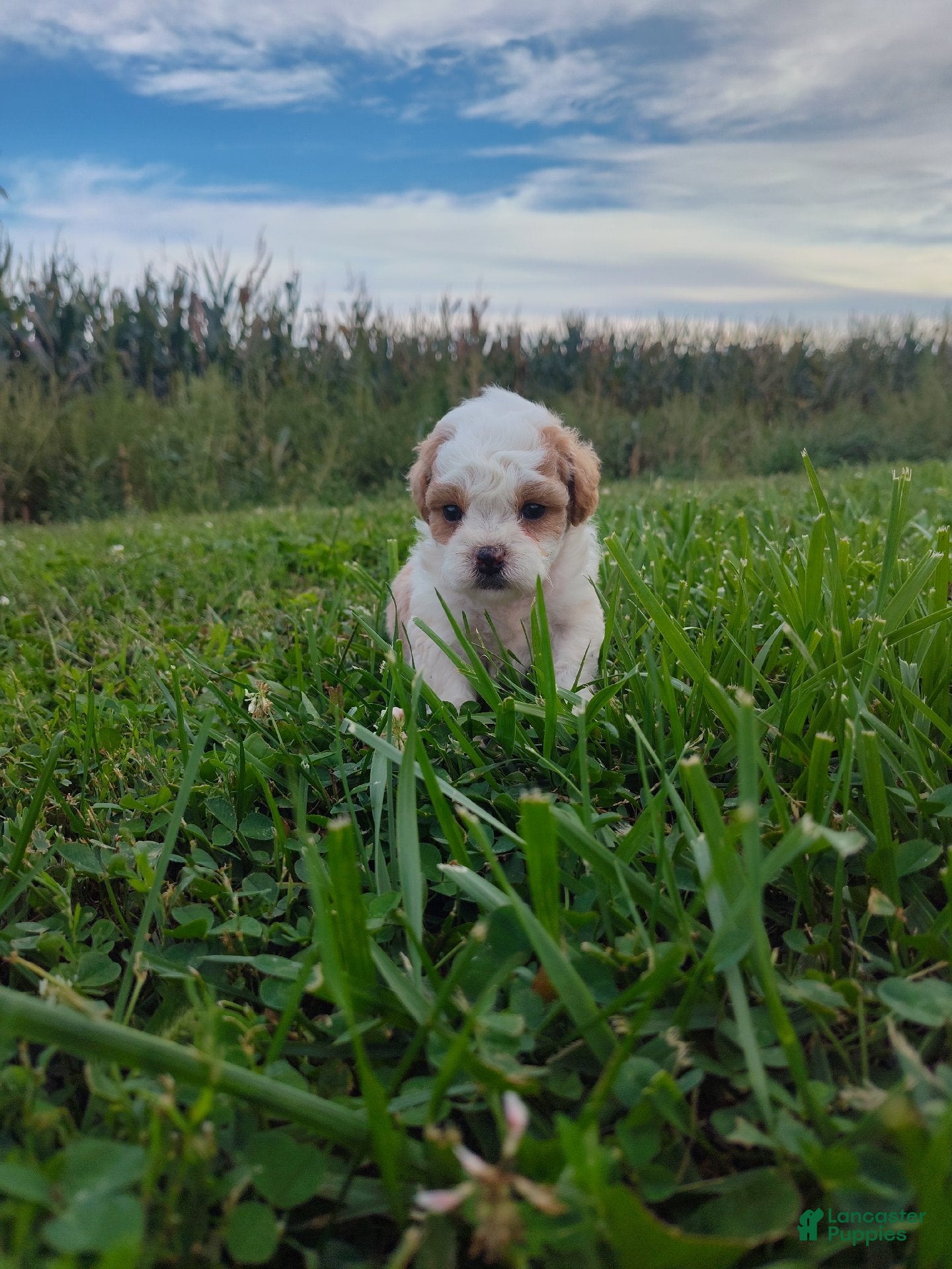 Shihpoo