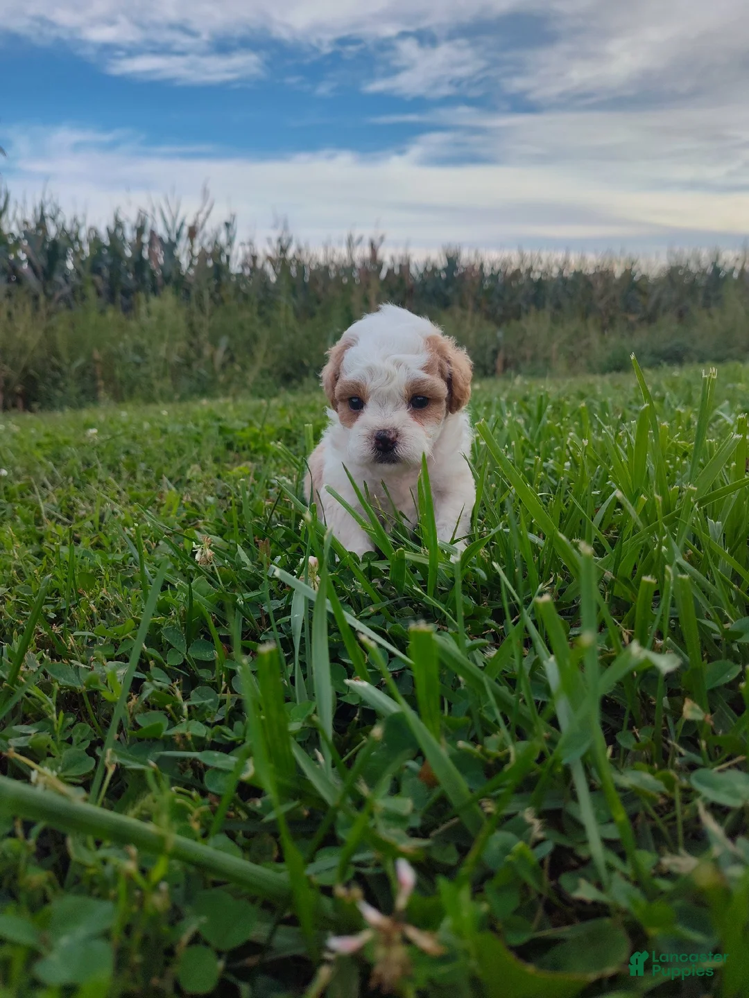 Shihpoo dogs for sale: Shihpoo 1 - Ad 1