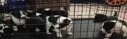 Mixed Breed dogs for sale: Mixed Breed 1 - Ad 3