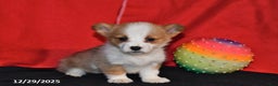 Welsh Corgi Pembroke dogs for sale: Corabelle - Ad 1