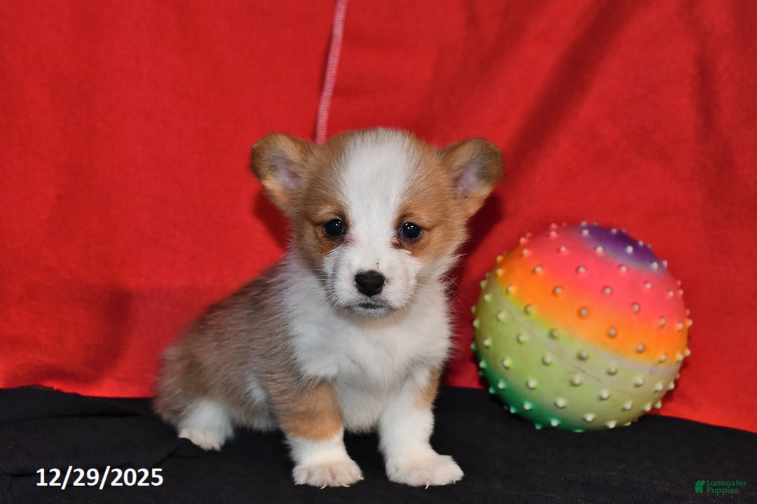 Welsh Corgi Pembroke dogs for sale: Corabelle - Ad 1