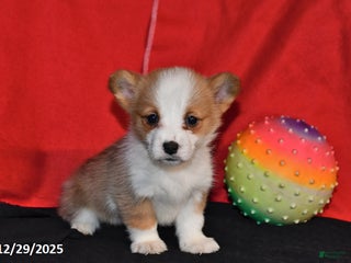 Welsh Corgi Pembroke dogs Corabelle - Ad 9