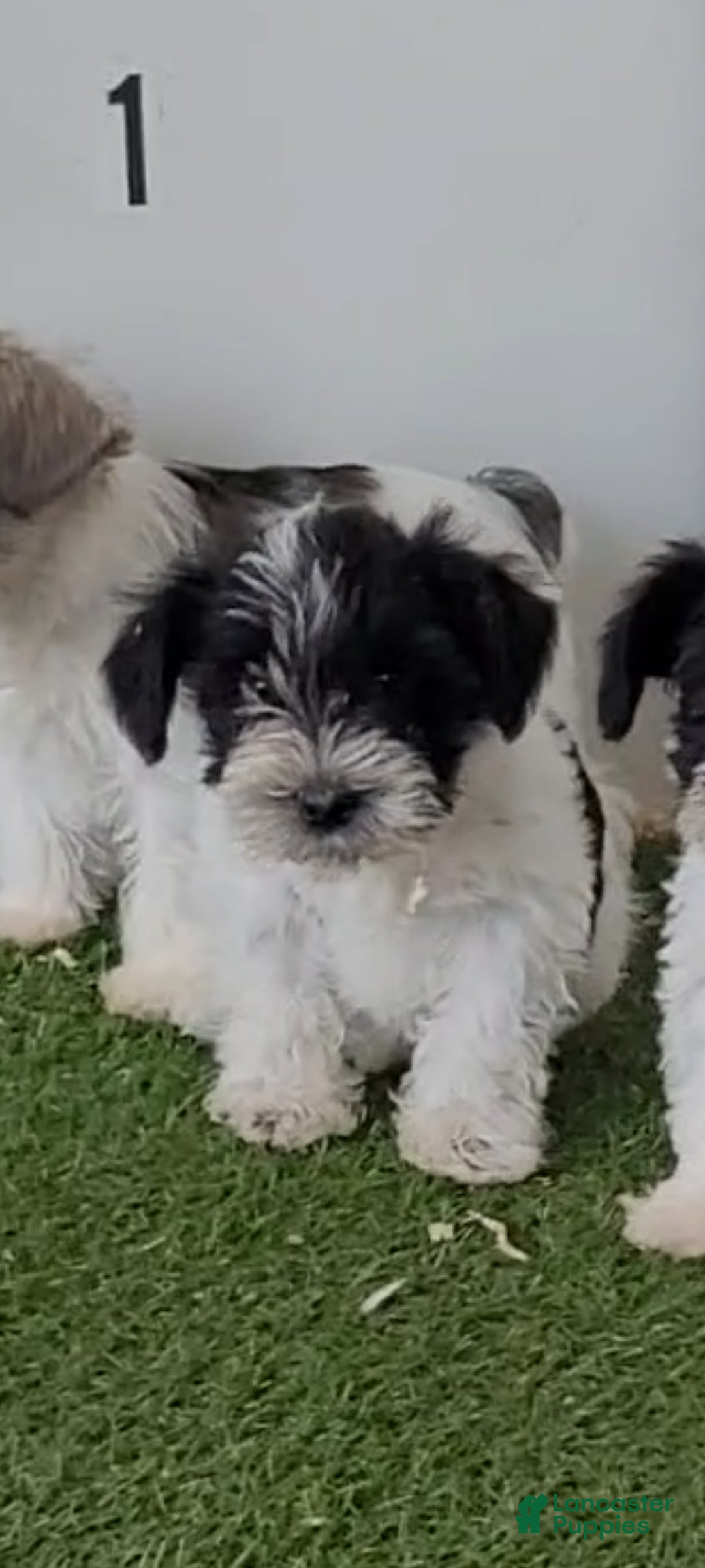 Miniature Schnauzer dogs AKC Pepe - Ad 1