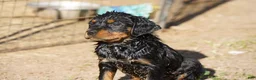 Rottweiler dogs for sale: Rottweiler litter of 5 puppies - Ad 25