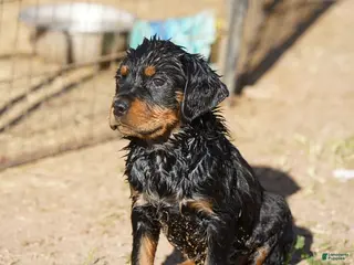 Rottweiler dogs Rottweiler M1 - Ad 4