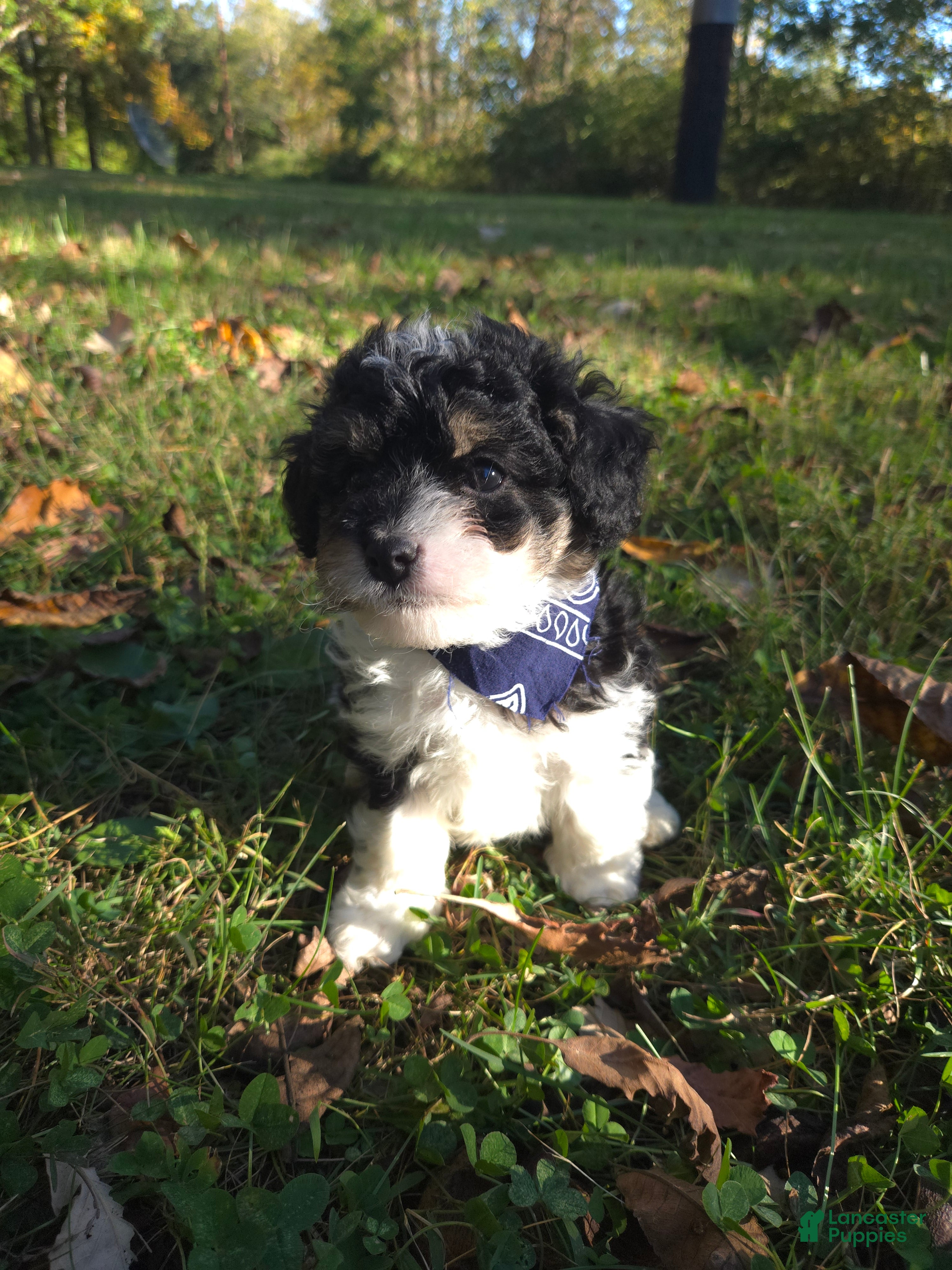 Cavapoo dogs Aster - Ad 2