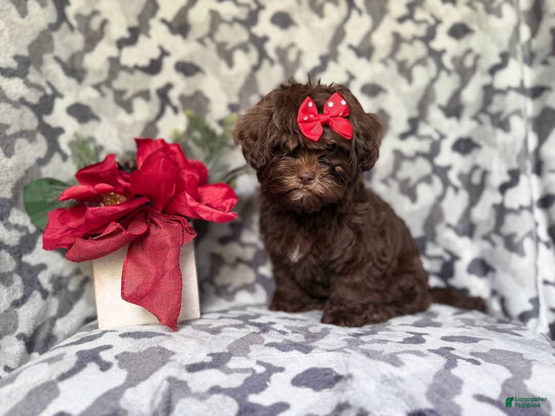 Shihpoo dogs for sale: Eve - Ad 2