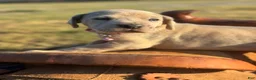Great Dane dogs for sale: Jemma - Ad 5