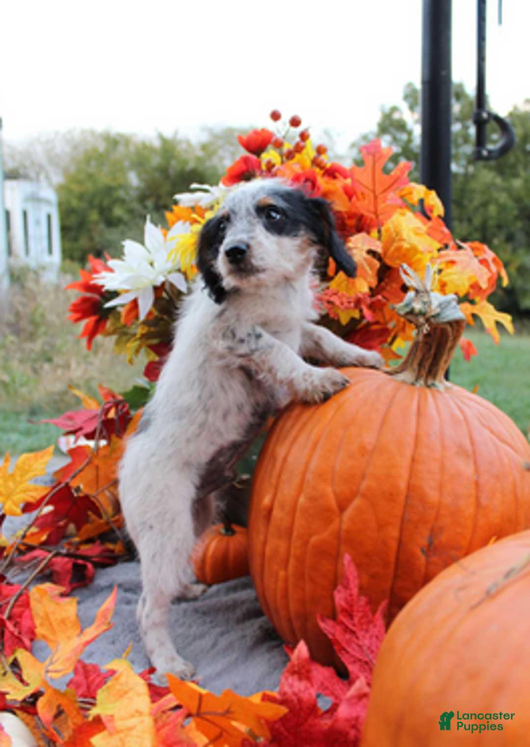 Aussiedoodle dogs for sale: Chip - Ad 3