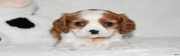 Cavalier King Charles Spaniel dogs for sale: Upton  - Ad 4