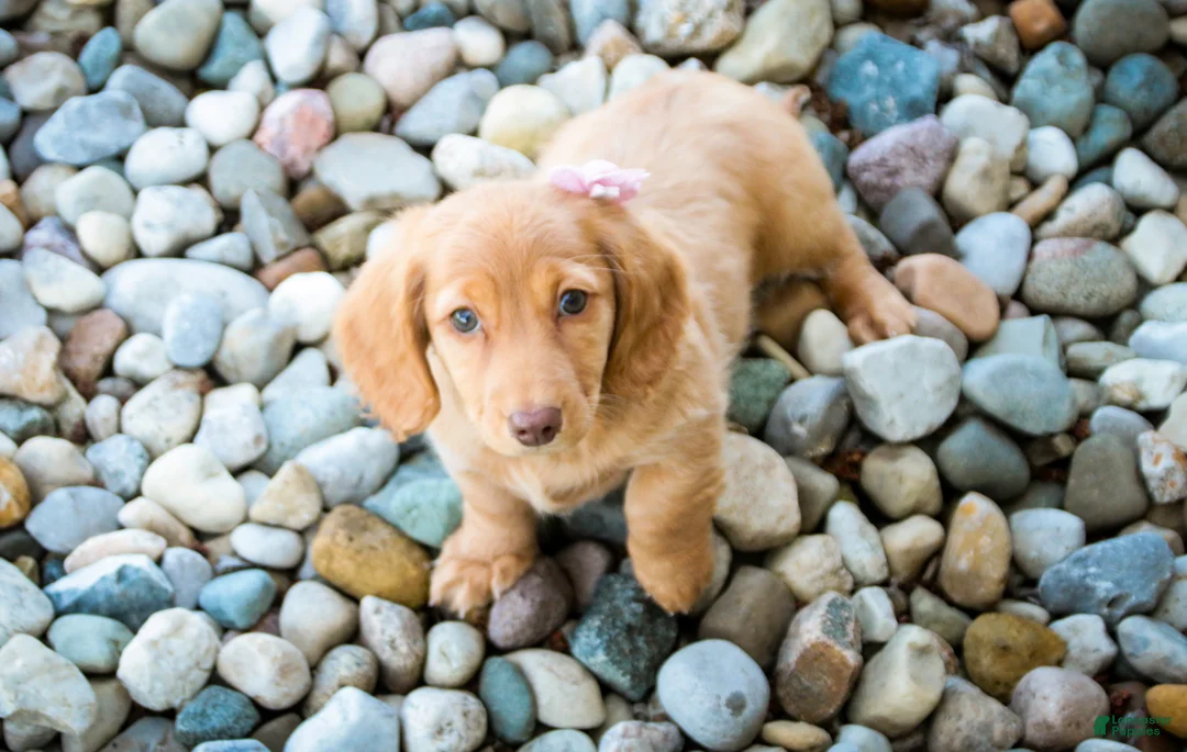 Miniature Dachshund dogs for sale: Bambi - Ad 2