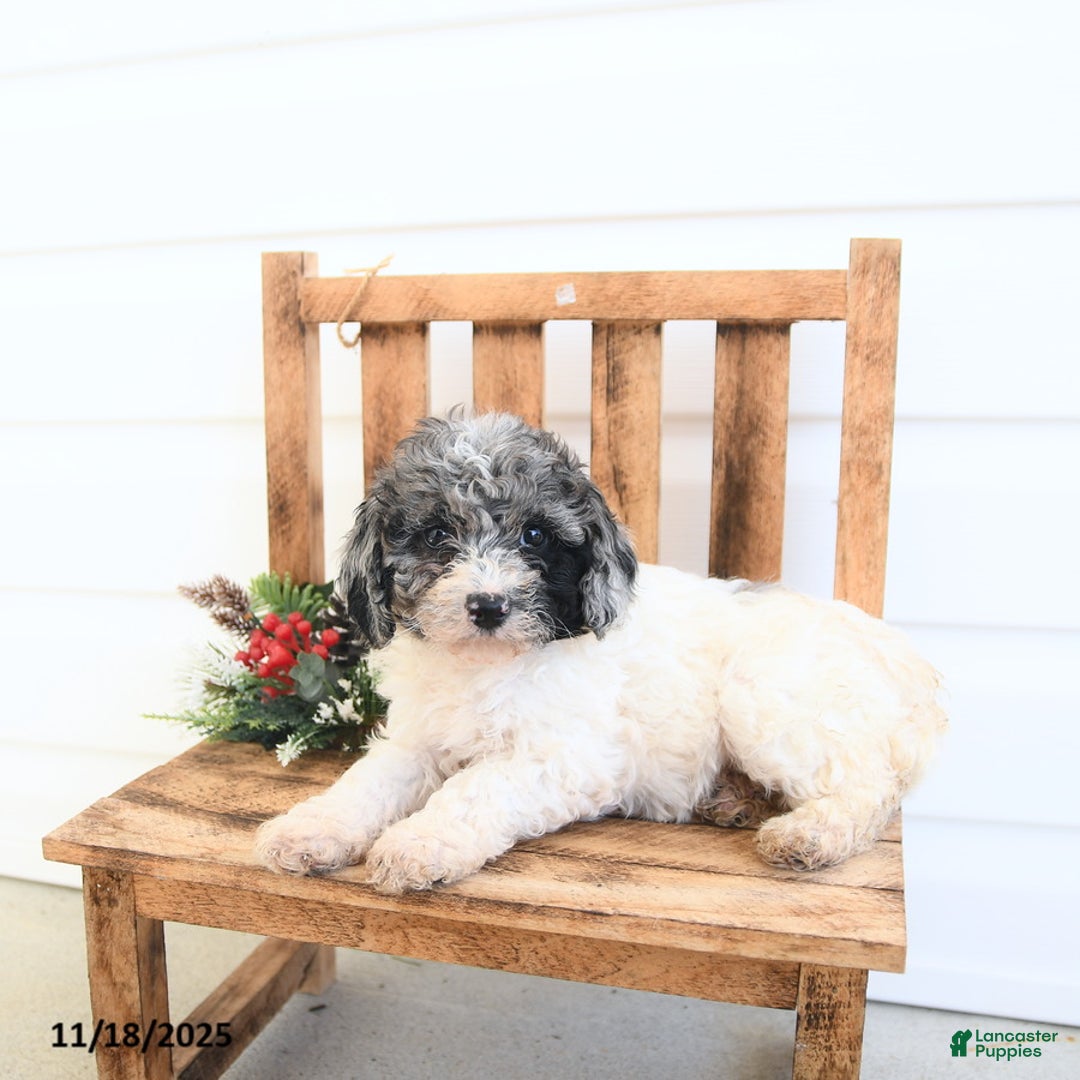 Miniature Poodle dogs for sale: Brooke - Ad 2