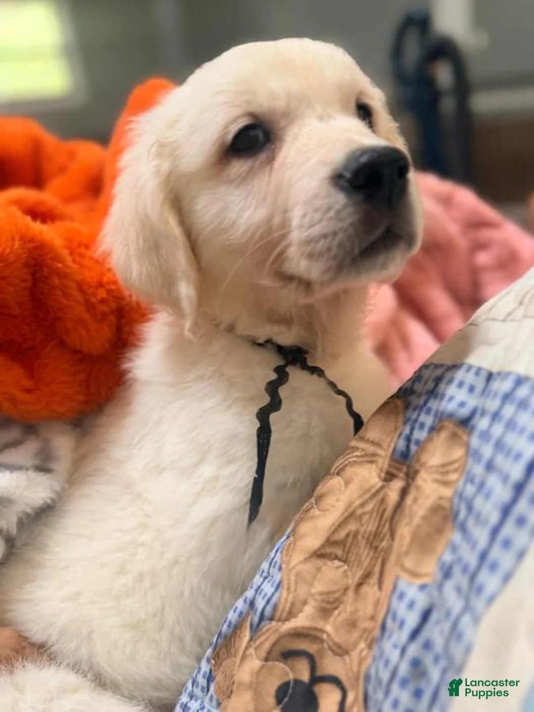 Golden Retriever dogs for sale: Black boy - Ad 1