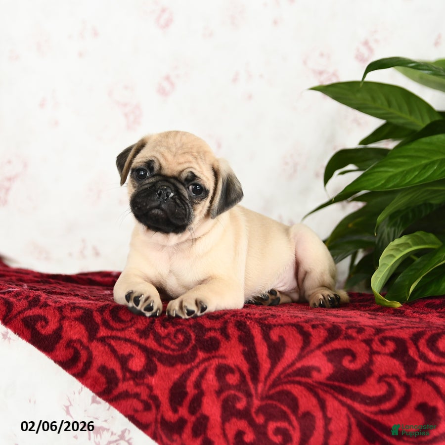 Pug dogs Teddy - Ad 2
