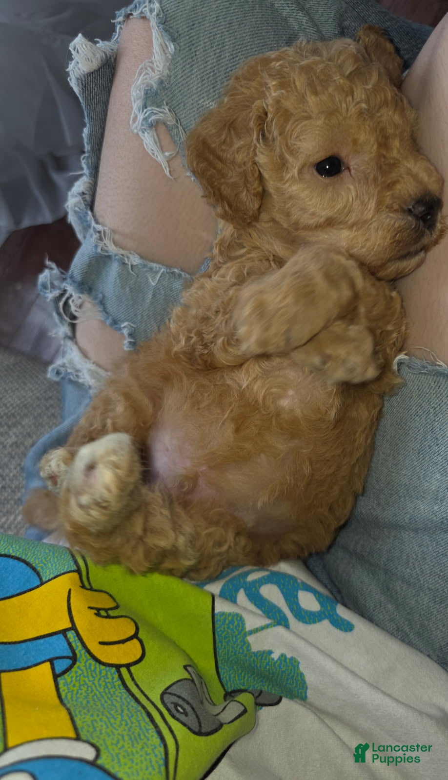 Goldendoodle dogs Mini Goldendoodle Male  - Ad 2