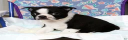 Boston Terrier dogs for sale: Tyler - Ad 6