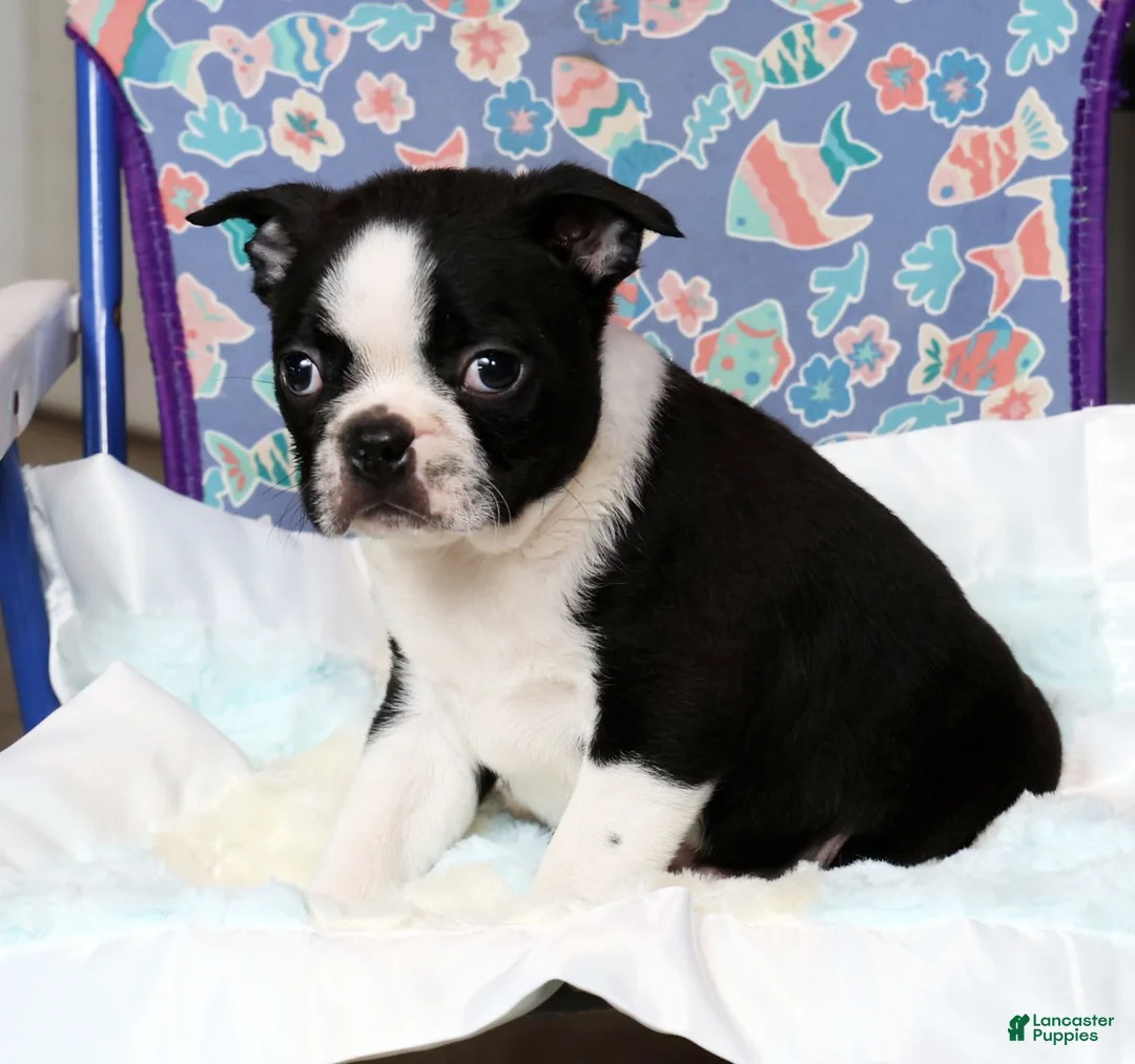 Boston Terrier dogs for sale: Tyler - Ad 6