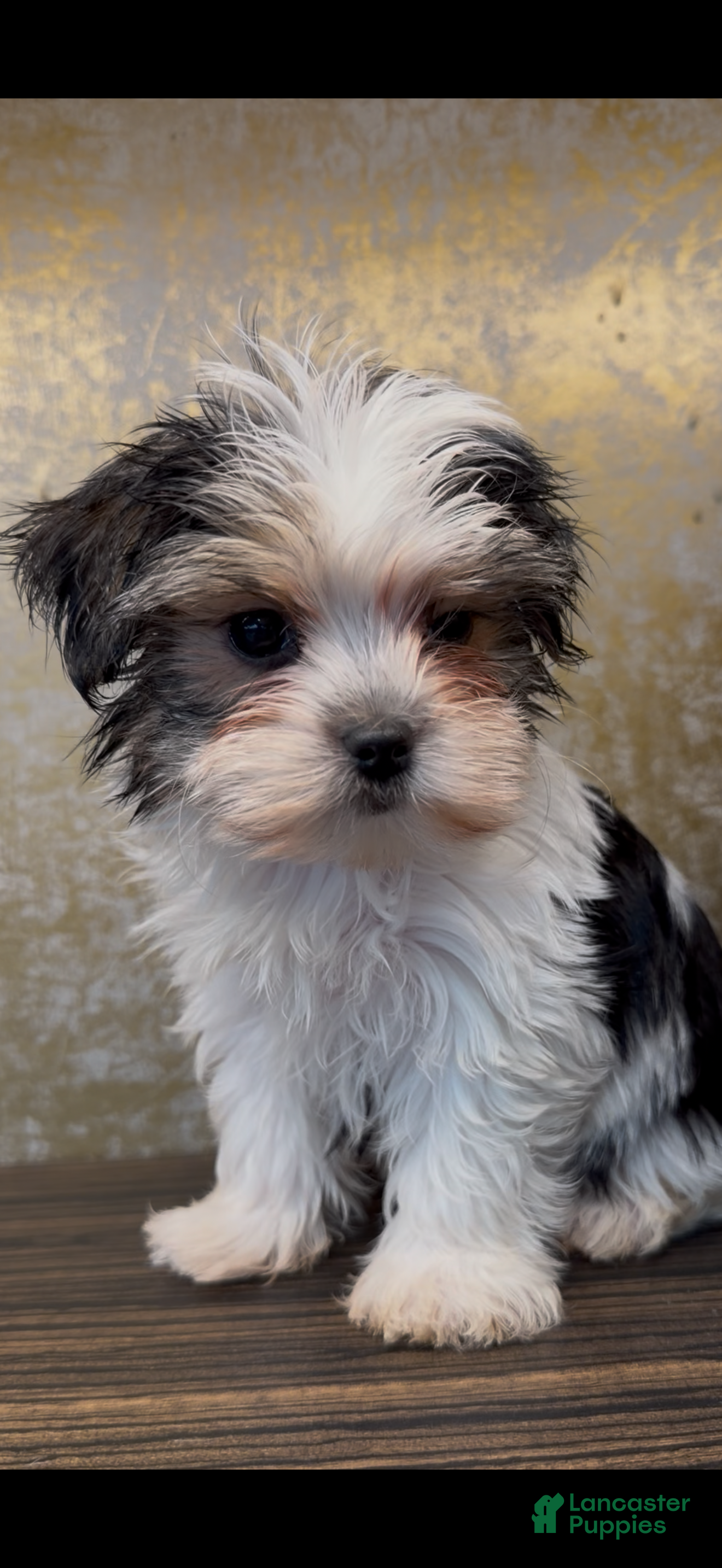 Morkie dogs Maggie - Ad 2