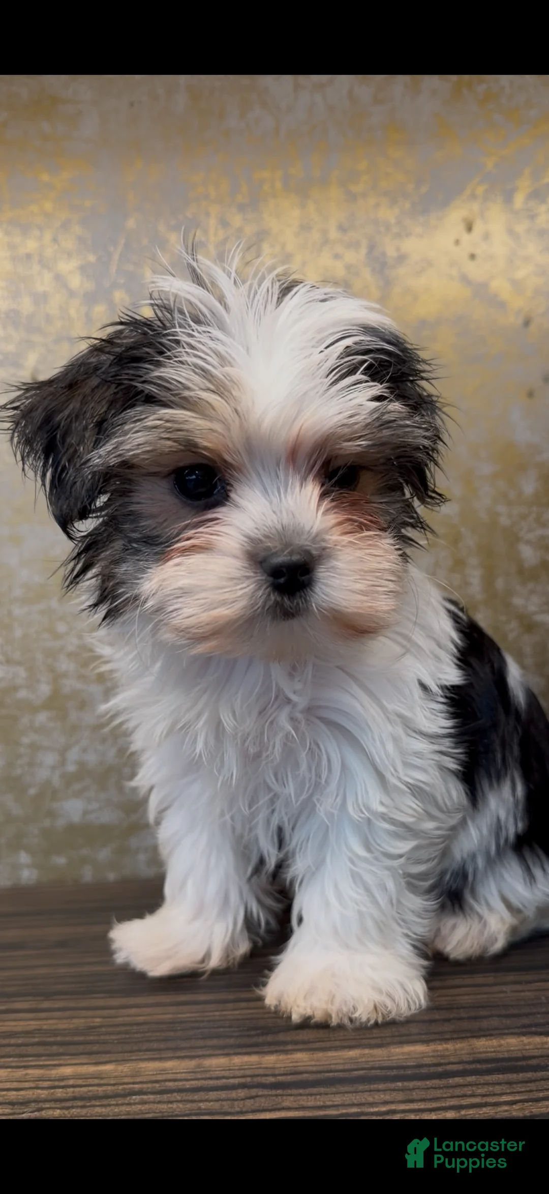 Morkie dogs for sale: Maggie - Ad 2