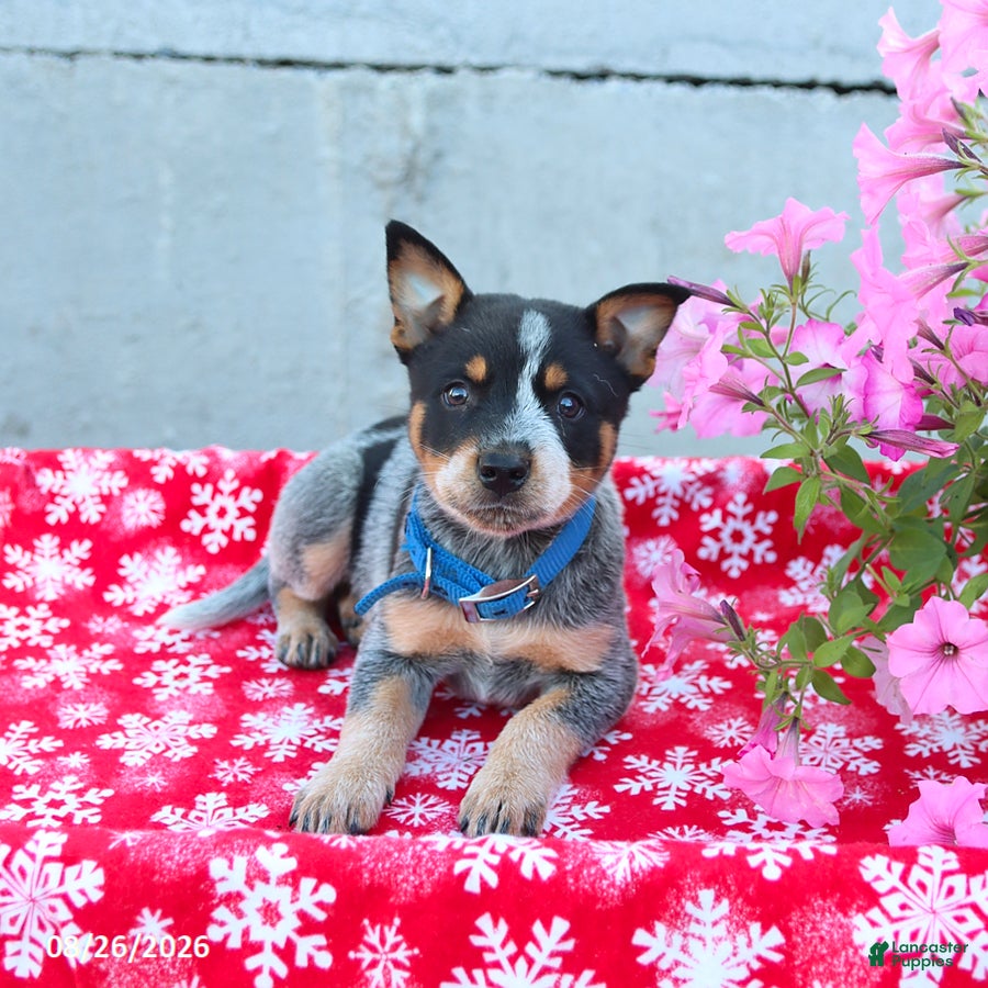 Australian Cattle Dog dogs Ace - Ad 1