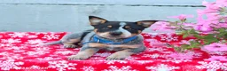 Australian Cattle Dog dogs for sale: Ace - Ad 1