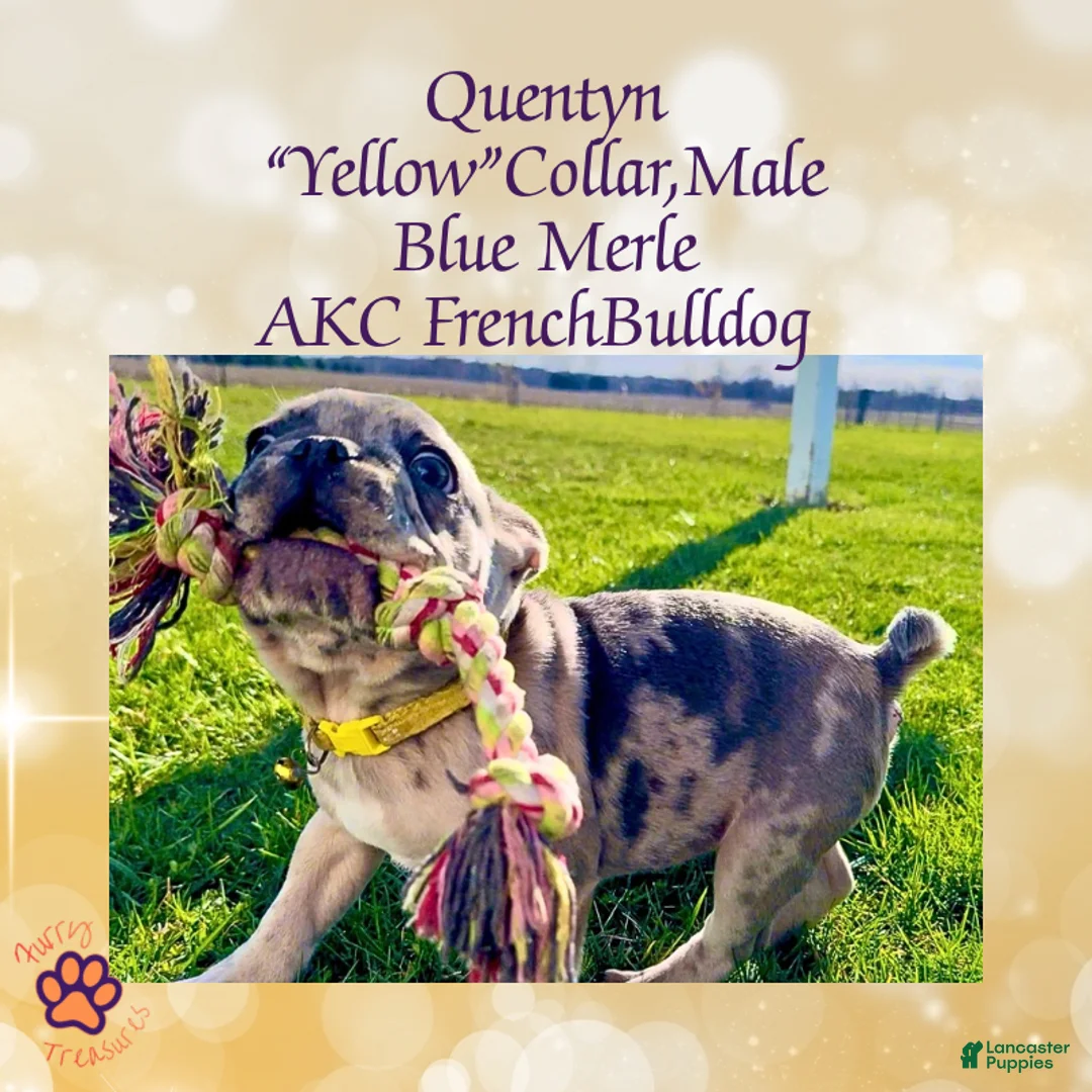 French Bulldog dogs for sale: Quentyn “Yellow” Collar, Male - Ad 2
