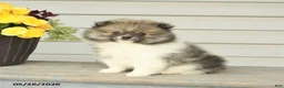 Pomeranian dogs for sale: Gedney - Ad 5