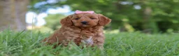Mini Goldendoodle dogs for sale: Bonny - Ad 3