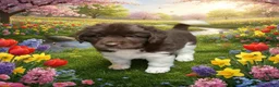 Newfoundland dogs for sale: Tori - Ad 1