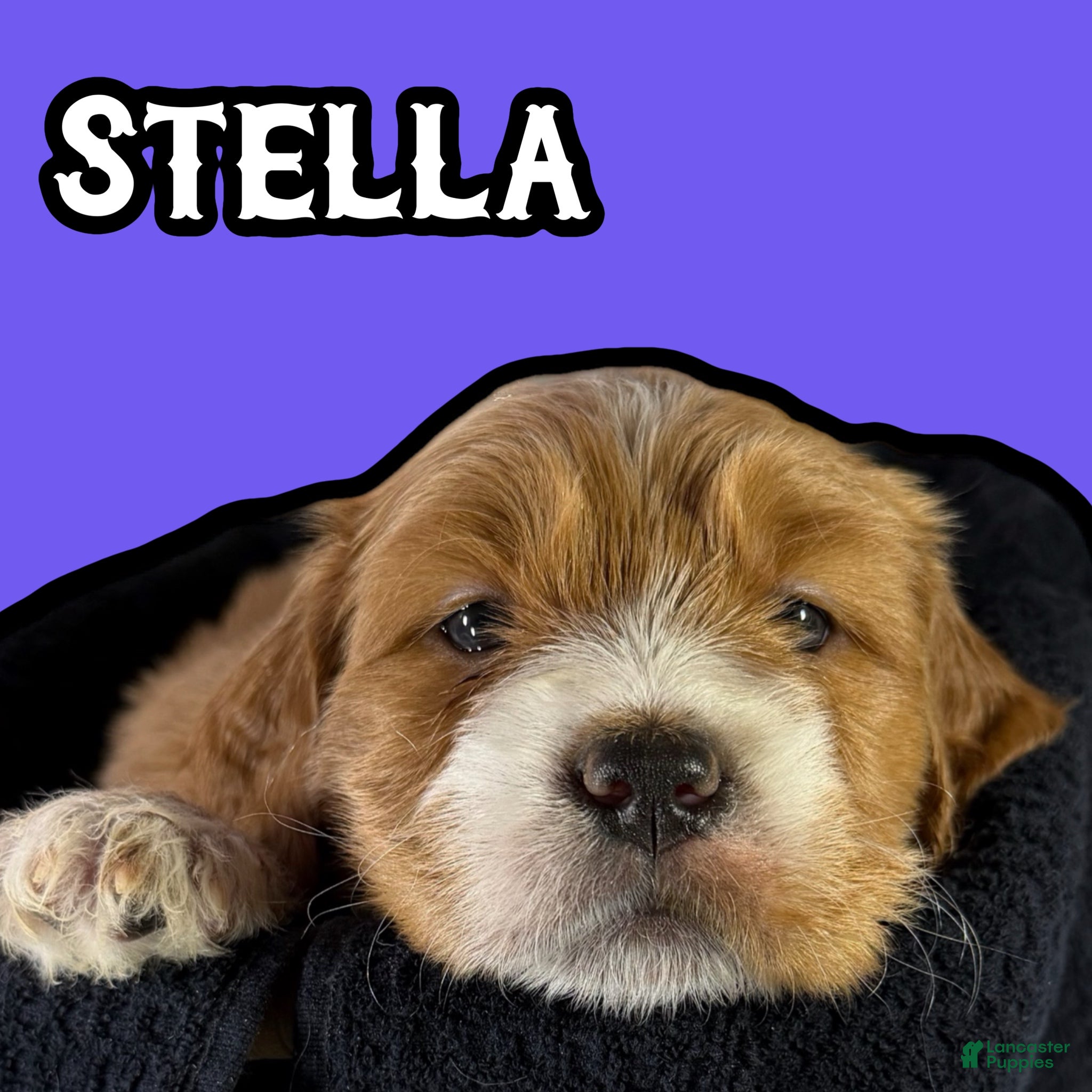 Goldendoodle dogs Stella - Ad 17