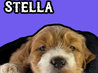 Goldendoodle dogs Stella - Ad 17