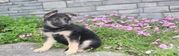 German Shepherd dogs for sale: Abby - Ad 3