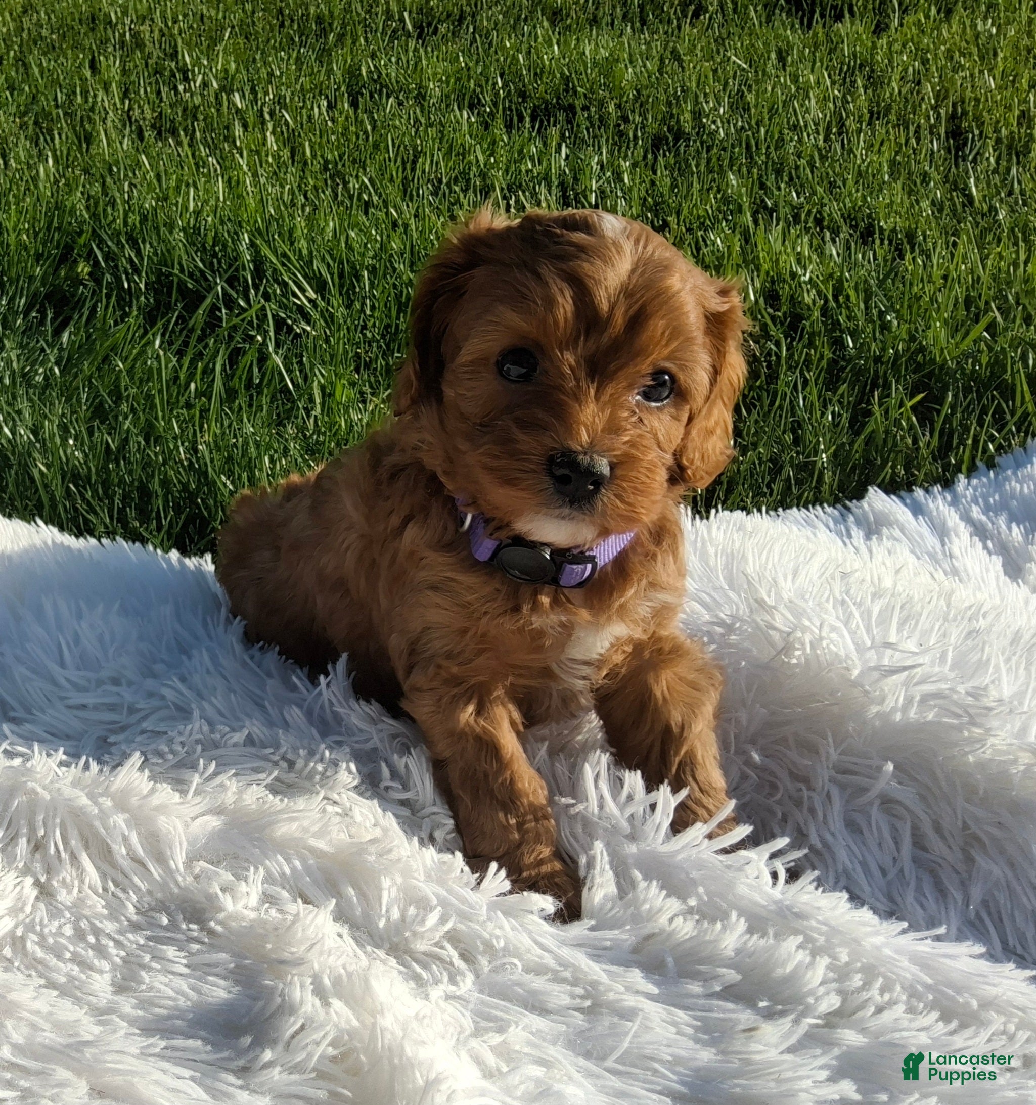 Cavapoo dogs for sale: Ocean - Ad 4