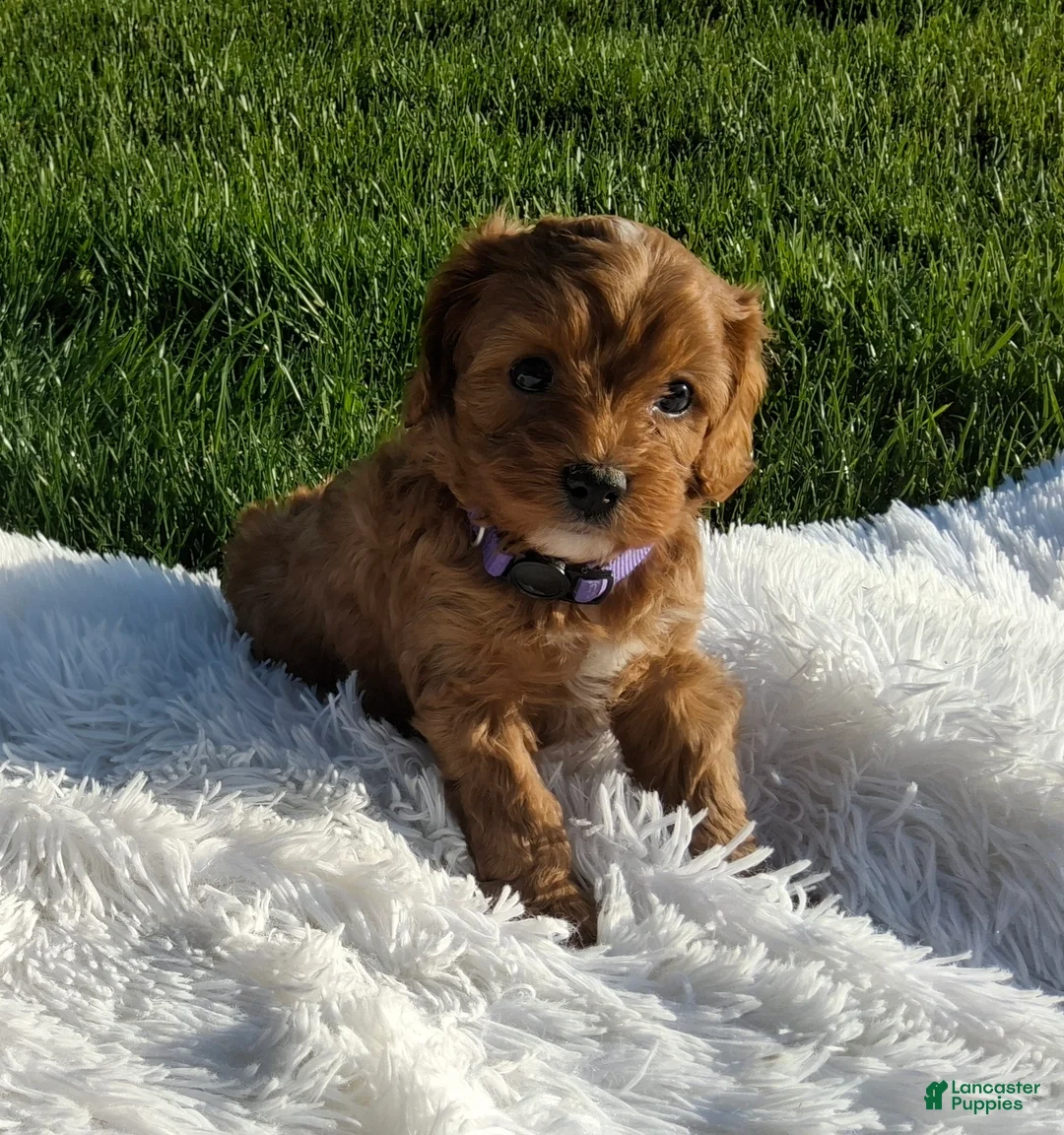 Cavapoo dogs for sale: Ocean - Ad 1